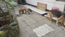 狐狸吃瓜群众,揭秘网络舆论场的众生相