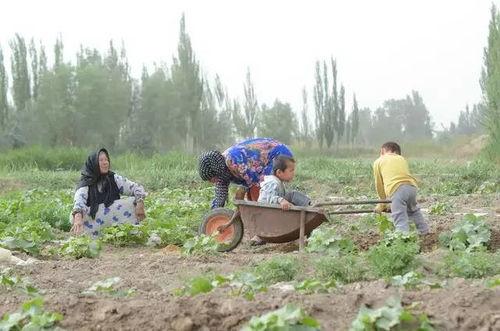 吃瓜群众在山里种地视频,吃瓜群众自种自食的田园生活纪实