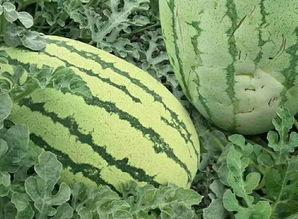 路边唱你的样子吃瓜群众,围观群众热议不断