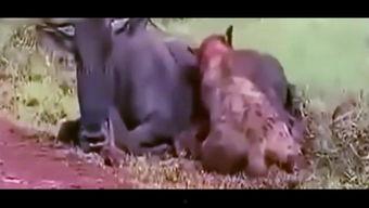 吃瓜群众小狮子视频播放,揭秘娱乐圈幕后故事