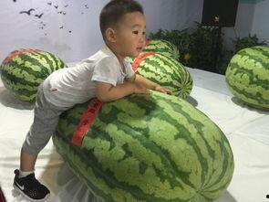 吃瓜群众乱窜事件,揭秘网络舆论场上的狂欢与风波